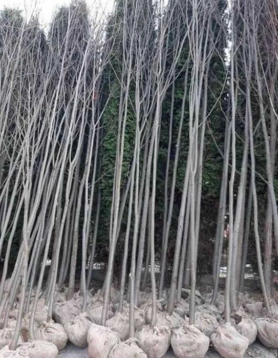 Copaci  ornamentali la comanda