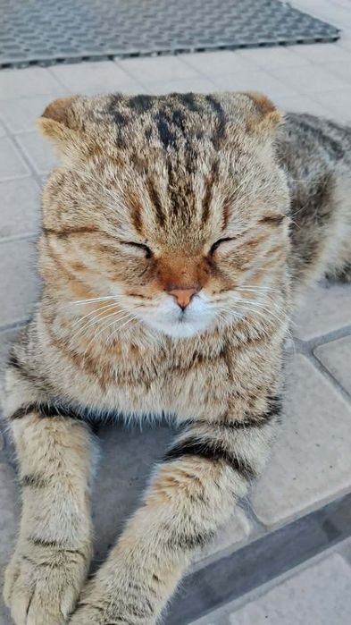 Кот пропал. Вознаграждение