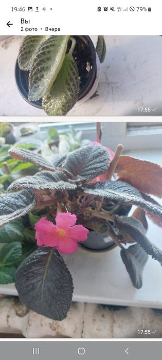 Комнатные цветы разные