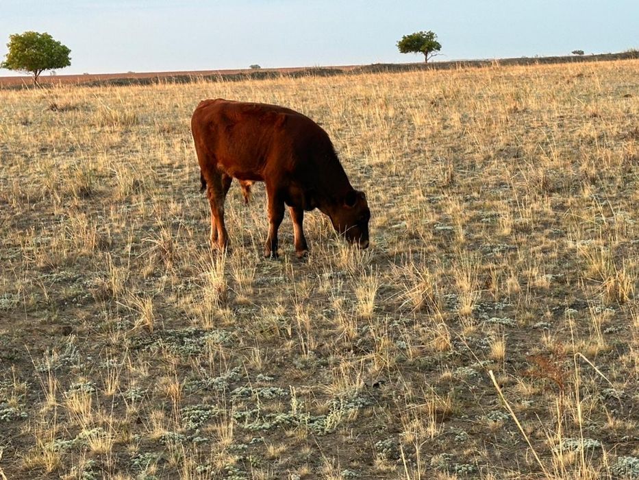 Бука сатамын  30 бас подсос  срочно