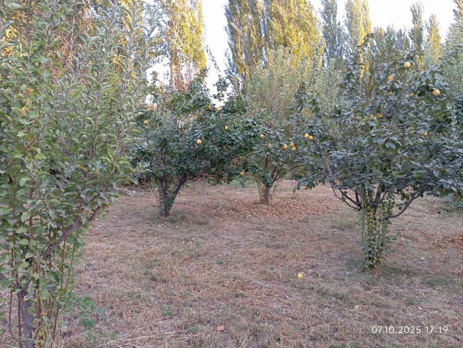 Бустонлик туманида 20 сотих уй сотилади.Булип сотиш варианти хам бор!