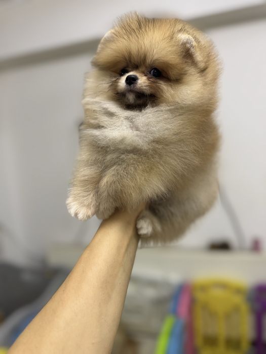 Femela pomeranian fci pedigree