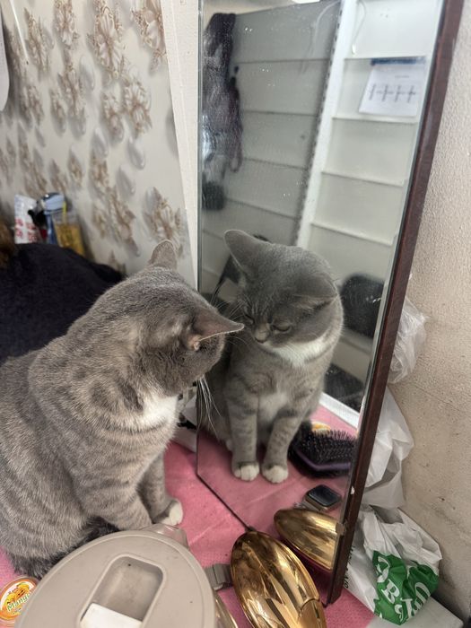 Отдам кошку в добрые руки