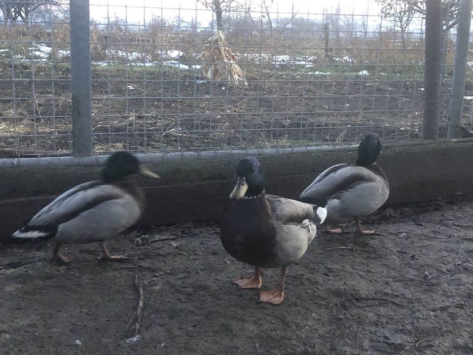 Ratoi salbatici tineret