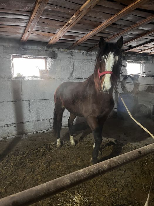 Айғыр сатамын 5 жесао