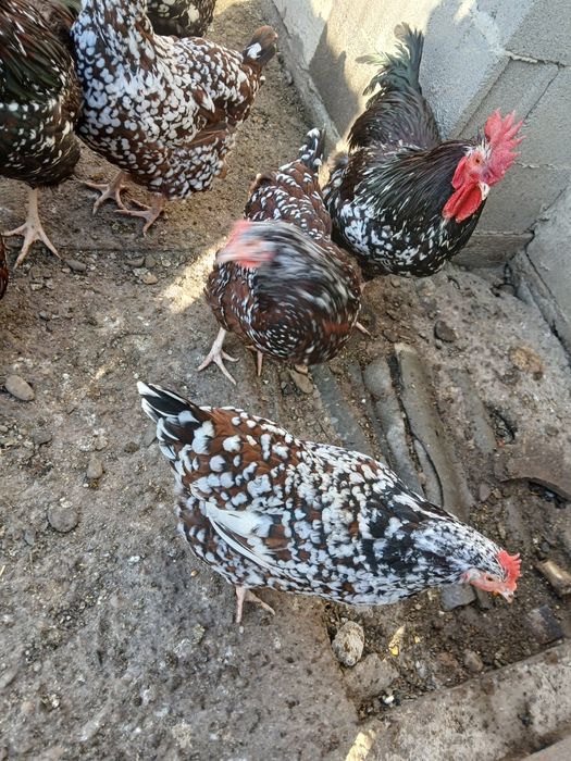 Vind gaini și cocoși sussex porțelan