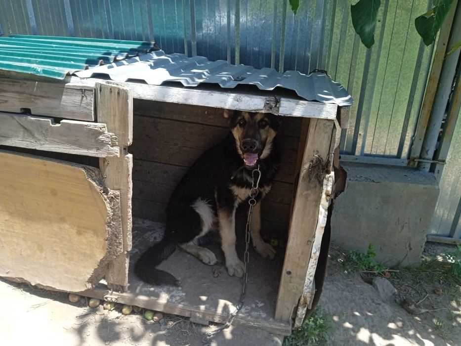 Овчарка  6 месяцев мальчик