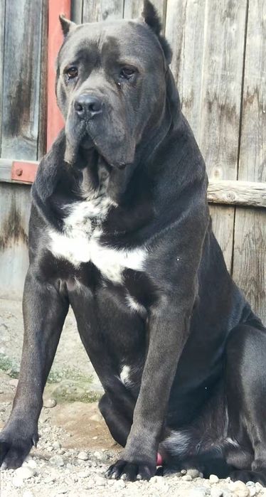 Mascul Cane Corso formentino,cu Pedigree+
