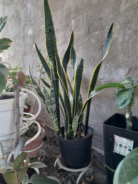 Продам сансевиерию