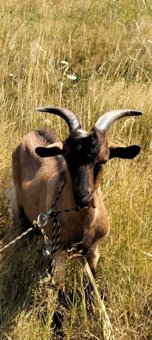 Capre de vânzare