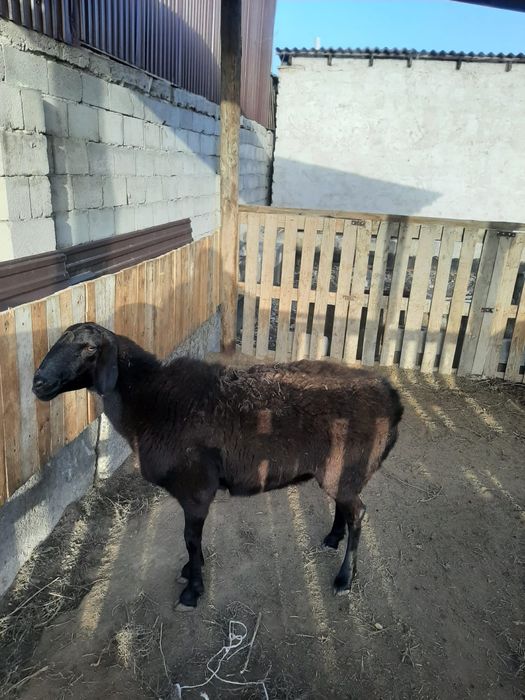 Қой сатылады. Жақсы жағдайы