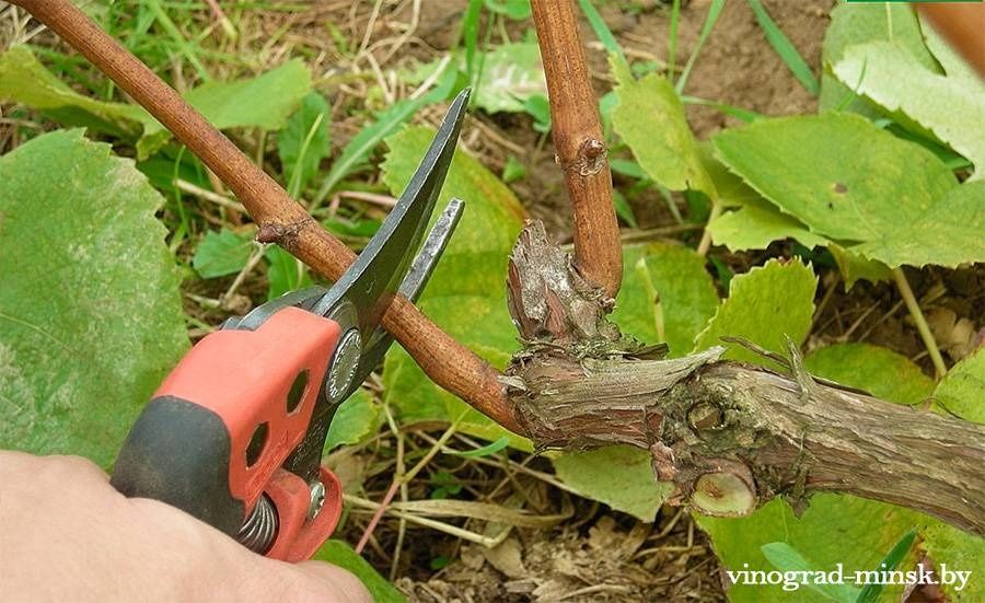 нарезки на вызов домашных дерево качество уверено роботы.