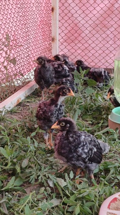 Балапандар сатылады