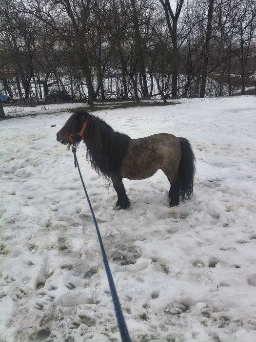 Vând ponei armăsar