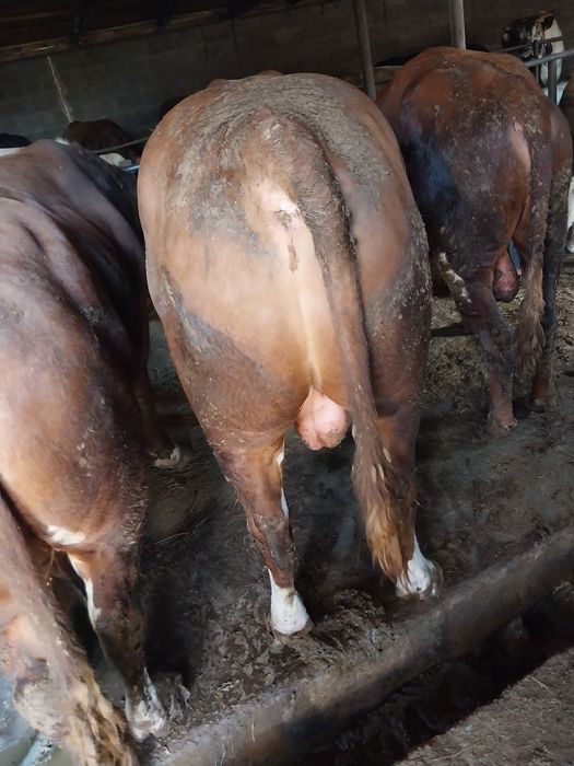 Продам Бычков на курбан-айт