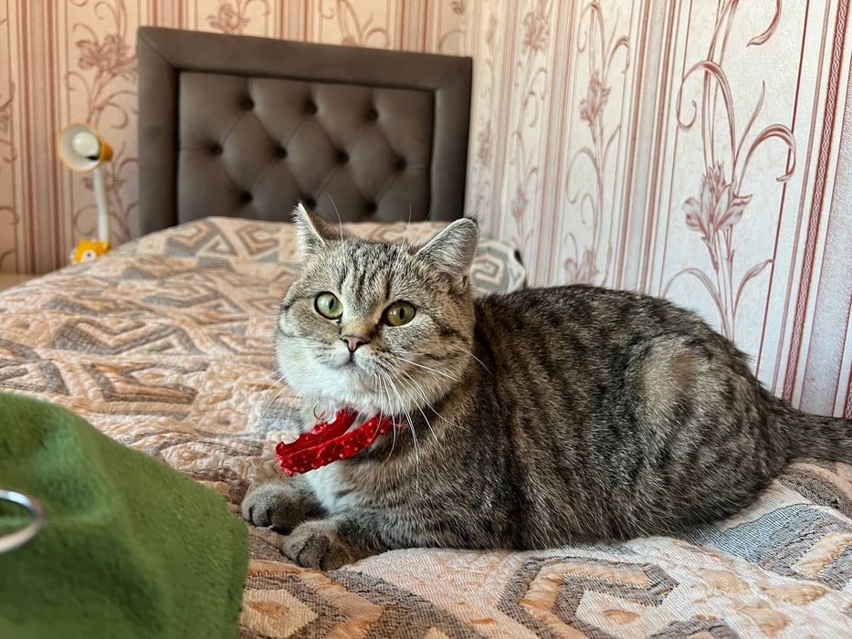 Продается кошка скатиш страйт