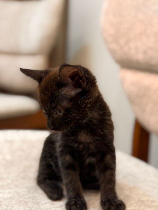 Отдам котёнка (девочку), чёрного окраса.