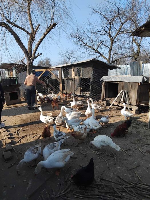 Vând gâște vi sau sacrificate