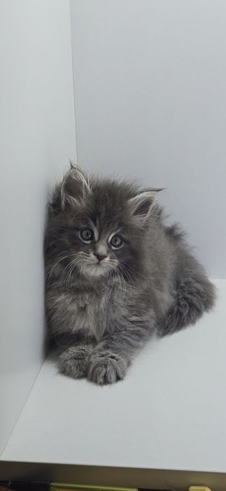 Мейн_кун мальчик