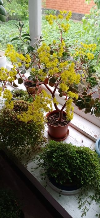 Аихризон (дерево любви)