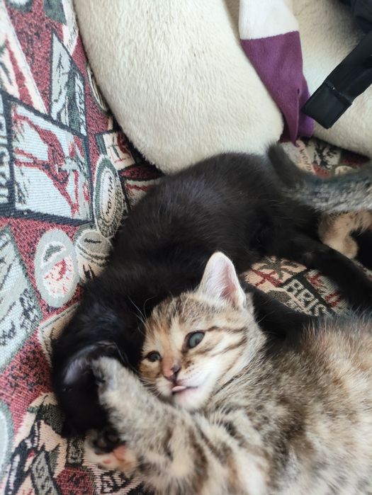 Отдам в хорошие руки