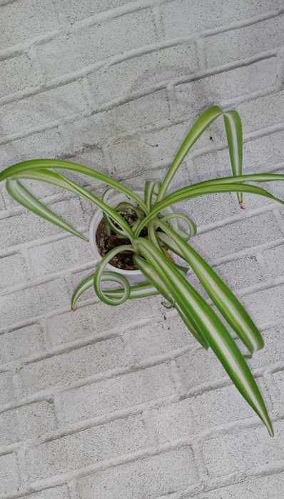 Продам излишки растений недорого