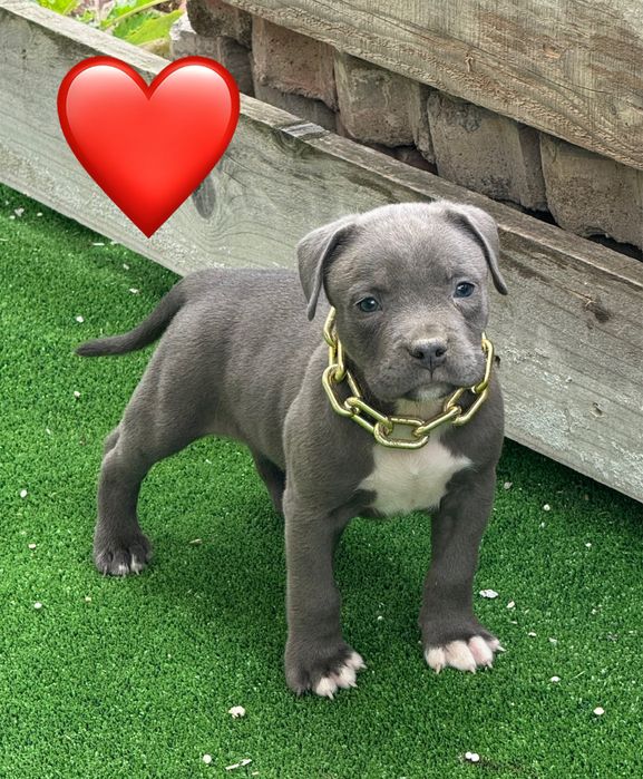 Amstaff blue.