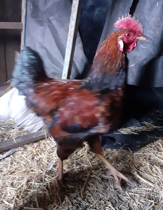 Продам молодых петушков 2025г.