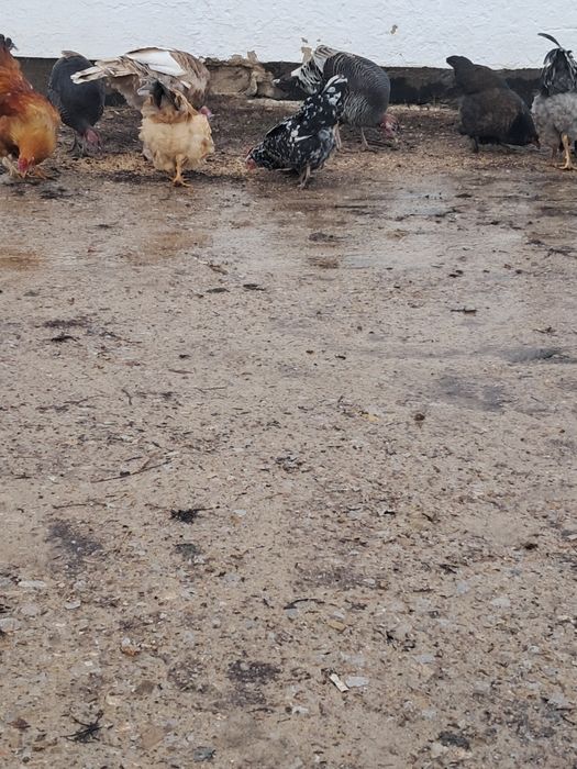 Продам курей молодые