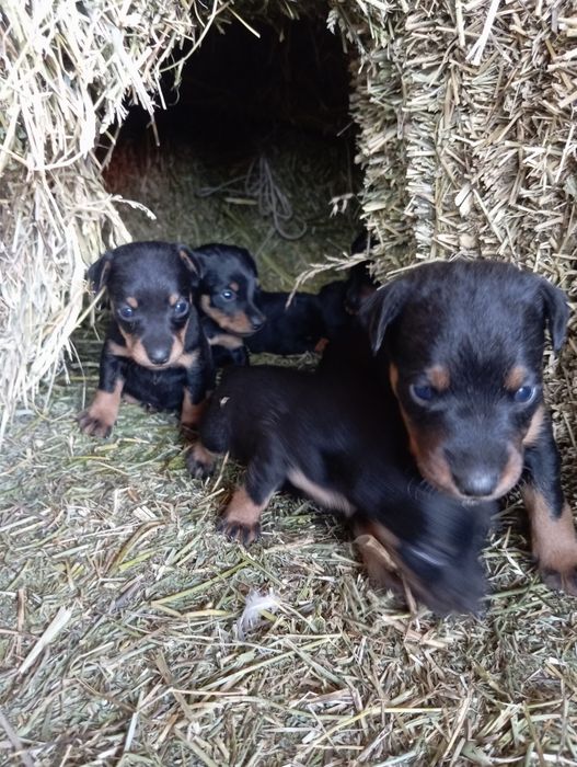 Продам щенков породы як терьер
