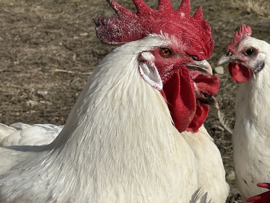 La bress ouă si pui  de o zi