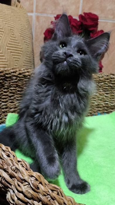 BLUE мейн кун котёнок голубой