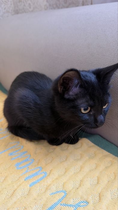 Отдам красивого котенка