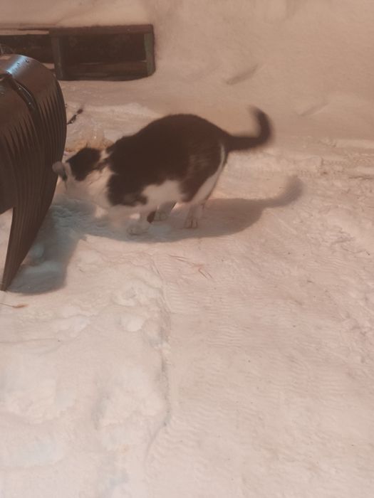 Отдам котят мальчик