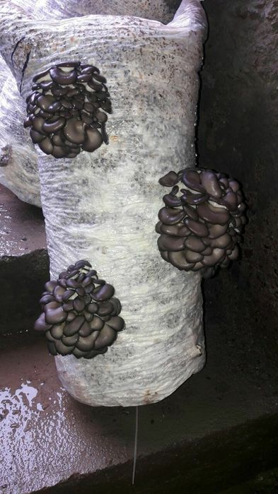 Вешинки Грибы КА 17 , NK35, Шанхай Семена