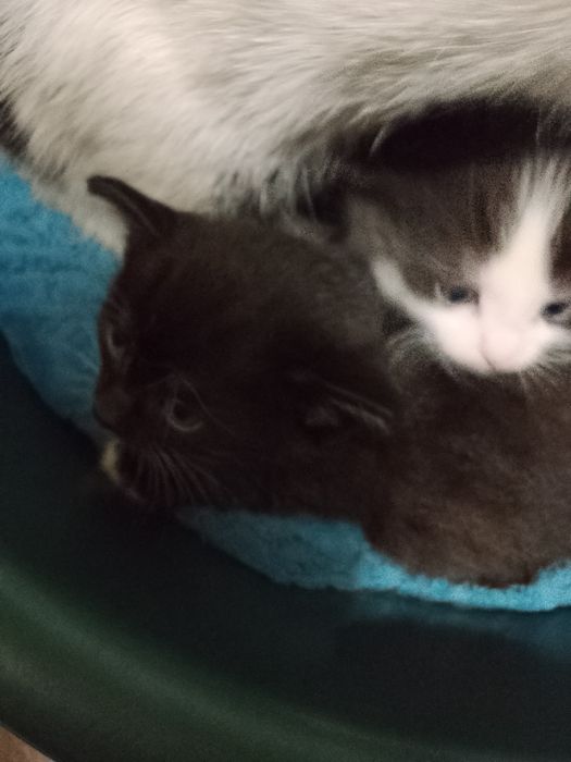 Отдам котят даром