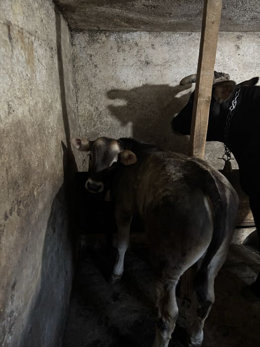 vaca Metis  cu vitel