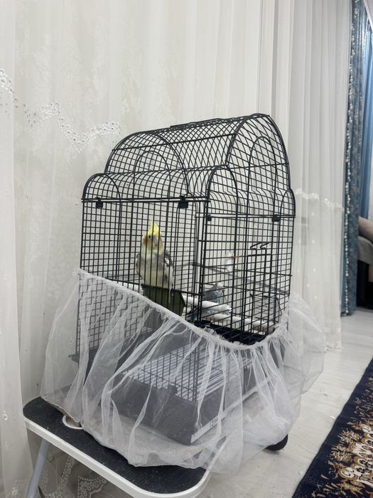 Срочно продаются попугаи