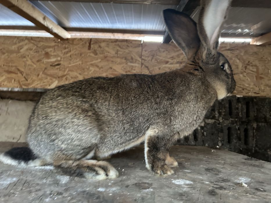 Iepure Urias german gri