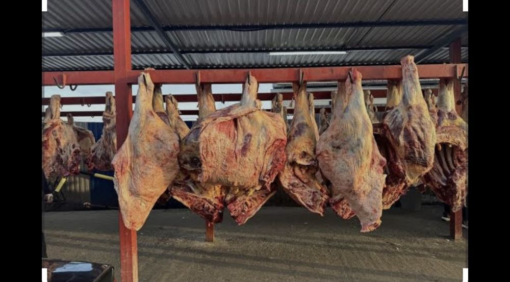 Қасапшы,мал сойамыын