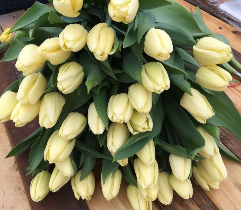 Тюльпаны оптом и в розницу