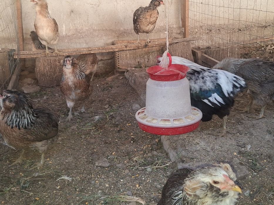 Vând ouă găini araucana