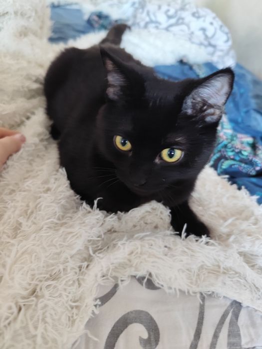 Отдам кота в хорошие руки!