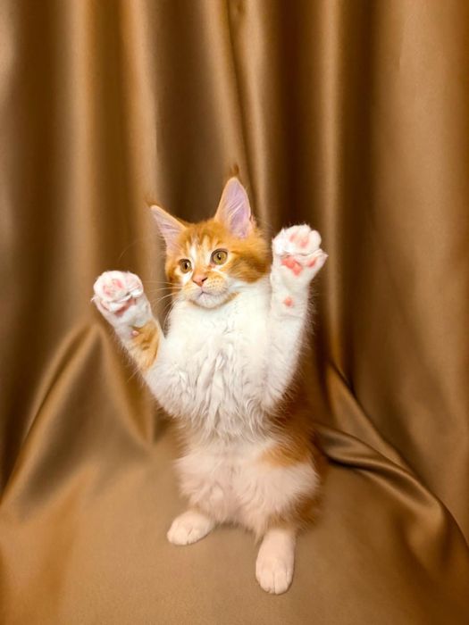 Котята породные мейн-кун