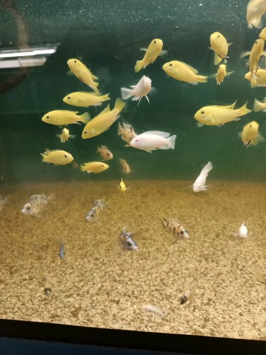 Рыбы Цехлиды оптом