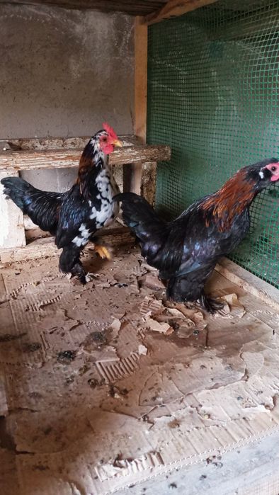 Японский  кораз сатылады!!