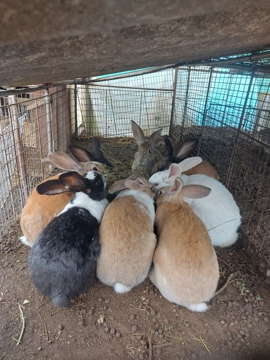 Iepuroi,  8 luni , 100 lei/buc