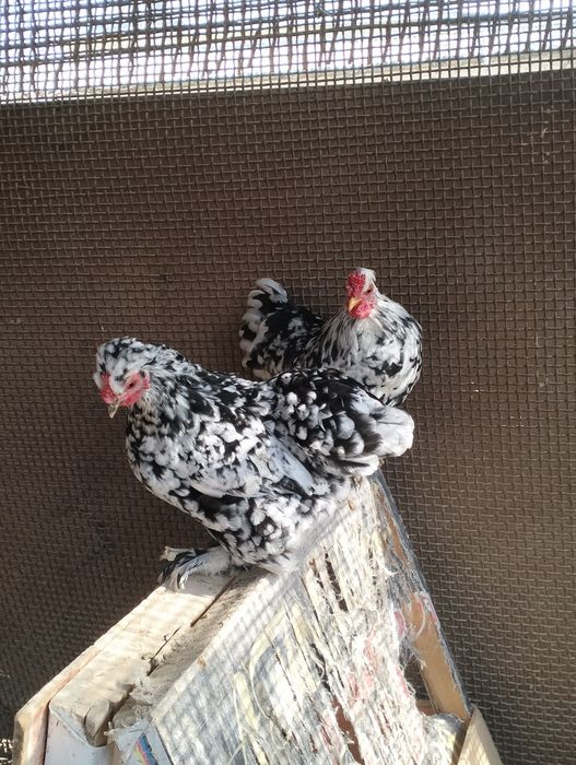 Продам карликовых кур!
