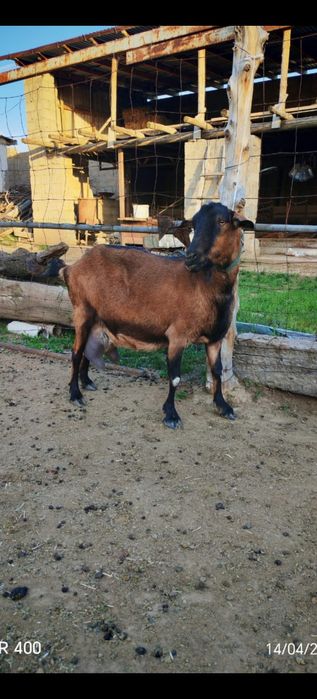 Ешкилер асыл тукымды