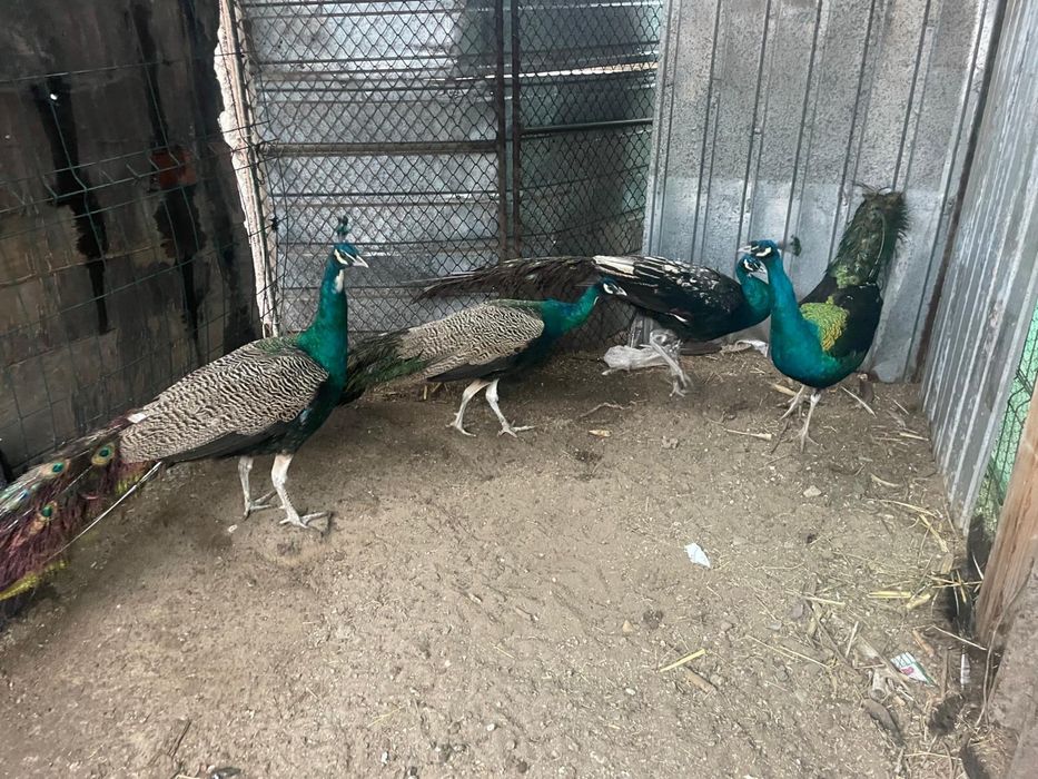 Pauni maturi si tineret 2025